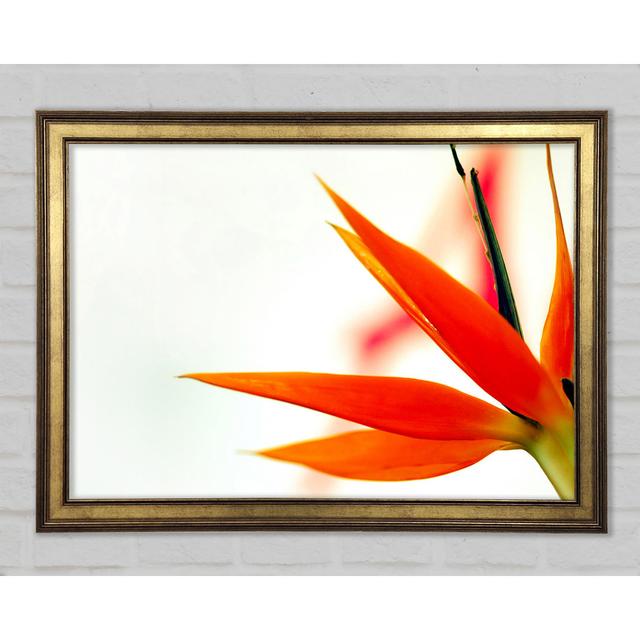 Orange Bird Of Paradise - Single Picture Frame Art Prints Ebern Designs Size: 84.1cm H x 118.9cm W x 1.5cm D on Productcaster.