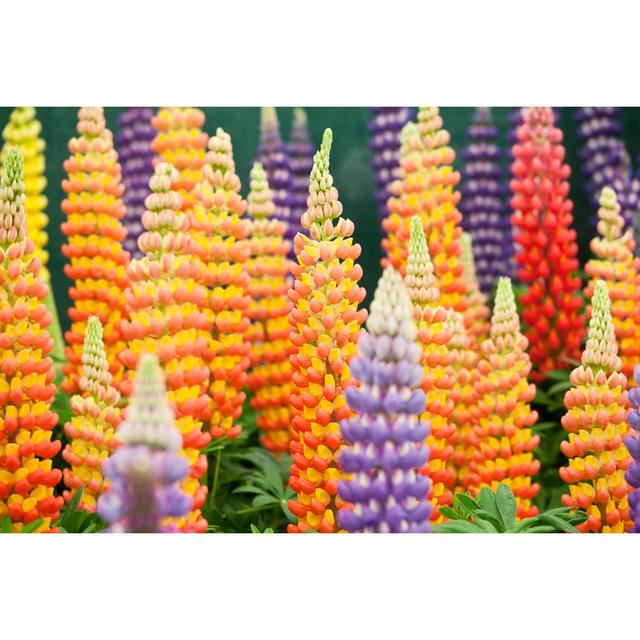 Lupin Spires von Stocknshares - Drucken Metro Lane Größe: 20 cm x 30 cm on Productcaster.