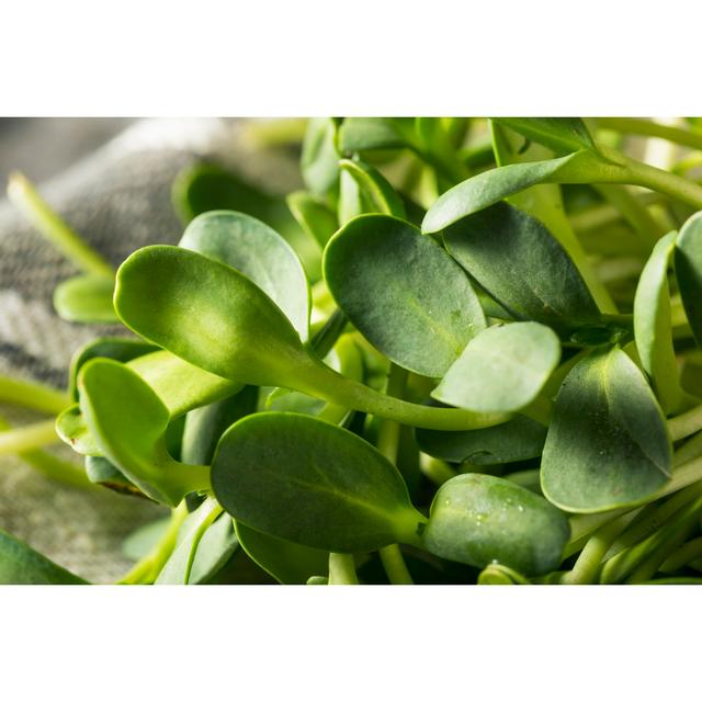 Sunflower Microgreens by Bhofack2 - Wrapped Canvas Photograph Brambly Cottage Size: 20cm H x 30cm W on Productcaster.