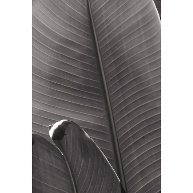 Palm Detail III BW by Wild Apple Portfolio - Wrapped Canvas Photograph Bay Isle Home Size: 76cm H x 51cm W on Productcaster.