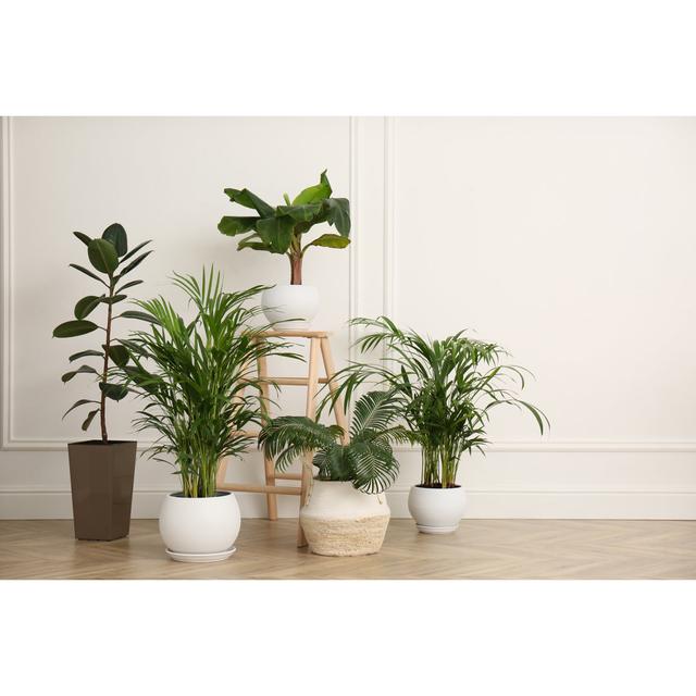 Beautiful Indoor Plants by Liudmila Chernetska - Wrapped Canvas Photograph Latitude Run Size: 81cm H x 122cm W on Productcaster.