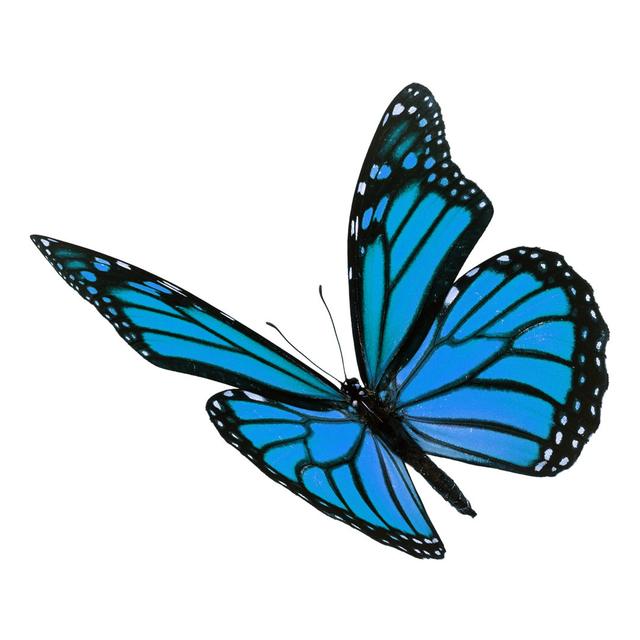 Beautiful Blue Monarch Butterfly Ebern Designs Size: 30cm H x 30cm W x 3.8cm D on Productcaster.