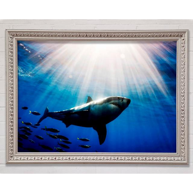 Shark In A Blaze Of Sunlight - Single Picture Frame Art Prints Bright Star Size: 21cm H x 29.7cm W x 3cm D on Productcaster.