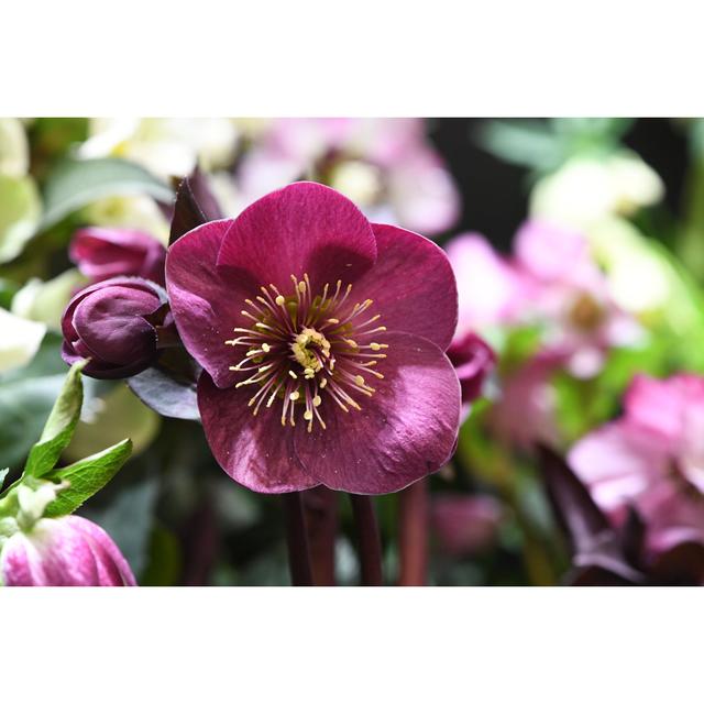 Helleborus Niger by L Feddes - Wrapped Canvas Print 17 Stories Size: 61cm H x 91cm W on Productcaster.