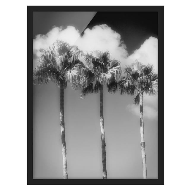 Palm Trees in Front of Sky Black and White - Picture Frame Photograph Bay Isle Home Size: 40cm H x 30cm W x 2cm D, Frame Option: Black Framed on Productcaster.