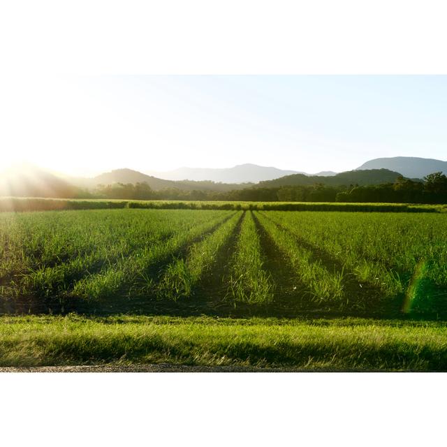 Sunlit Sugar Cane Farm by Searsie - No Frame Art Prints on Canvas 17 Stories Size: 20cm H x 30cm W on Productcaster.