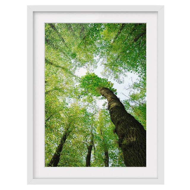 Trees of Life Framed Photograph East Urban Home Rahmenoptionen: Matt white, Size: 70cm H x 50cm W on Productcaster.