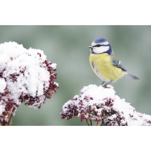 Bluetit On Stonecrop von Schnuddel - Kunstdrucke auf Leinwand 17 Stories Größe: 120 cm H x 80 cm B on Productcaster.