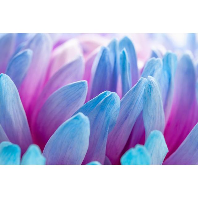 Extreme Close Up Of Blue Petals - Wrapped Canvas Art Prints 17 Stories Size: 20cm H x 30cm W x 3.8cm D on Productcaster.