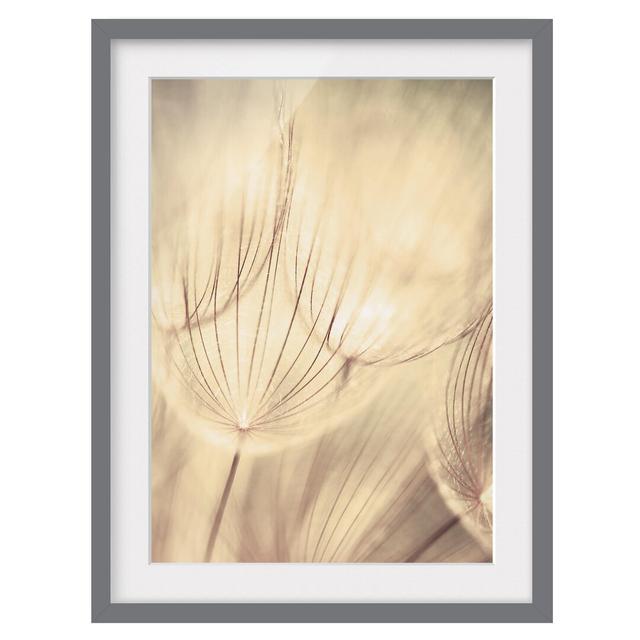 Dandelion Close-Up in a Homely Sepia Tint - Picture Frame Graphic Art Print on Paper East Urban Home Size: 100 cm H x 70cm W, Frame Options: Matt grey on Productcaster.