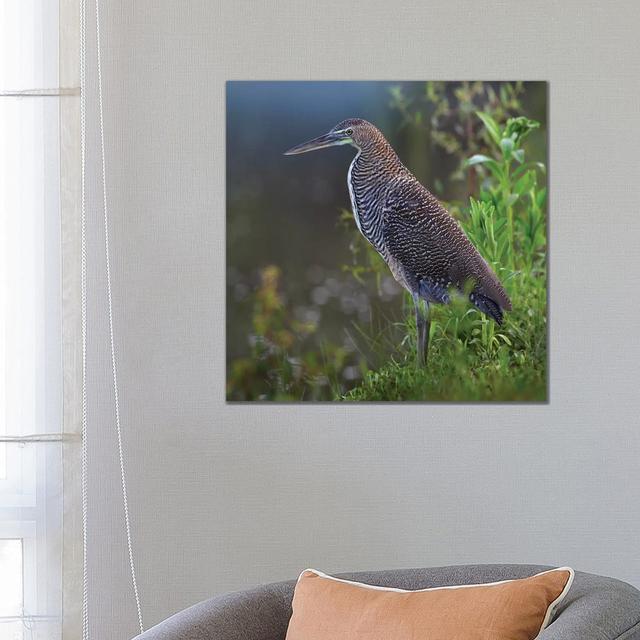 Bare-Throated Tiger Heron Portrait, Costa Rica by Tim Fitzharris - Gallery-Wrapped Canvas Giclée on Canvas 17 Stories Size: 66.04cm H x 66.04cm W x 1. on Productcaster.