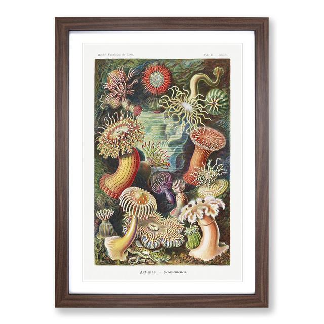 Sea Anemone Actiniae by Ernst Haeckel - Picture Frame Painting East Urban Home Size: 48cm H x 36cm W x 2cm D, Frame Option: Walnut Framed on Productcaster.