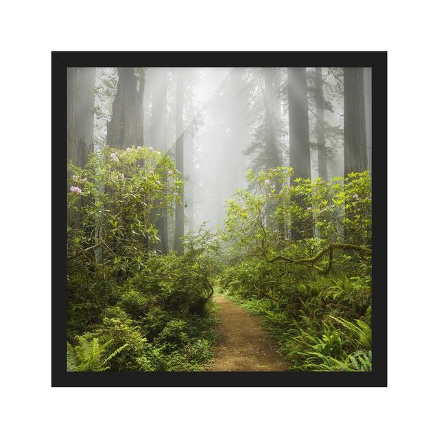 Misty Forest Path - Picture Frame Photograph Union Rustic Size: 70cm H x 70cm W x 2cm D, Frame Option: Black Framed on Productcaster.