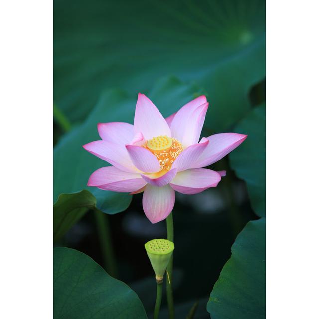 Summer Lotus by Kanmu - Print 17 Stories Size: 30cm H x 20cm W on Productcaster.