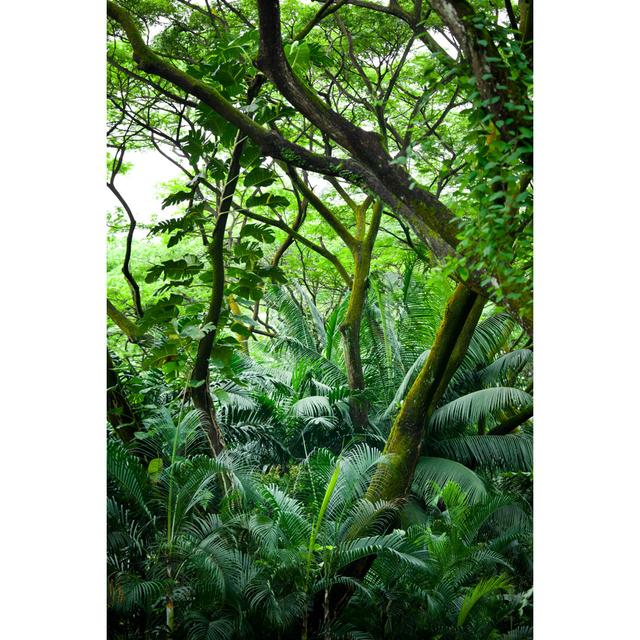 Tropical Rainforest by TommL - Wrapped Canvas Art Prints Alpen Home Size: 91cm H x 61cm W on Productcaster.