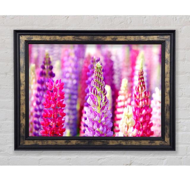 Pink And Purple LupIn Flowers - Print Bright Star Size: 59.7cm H x 84.1cm W x 8cm D on Productcaster.