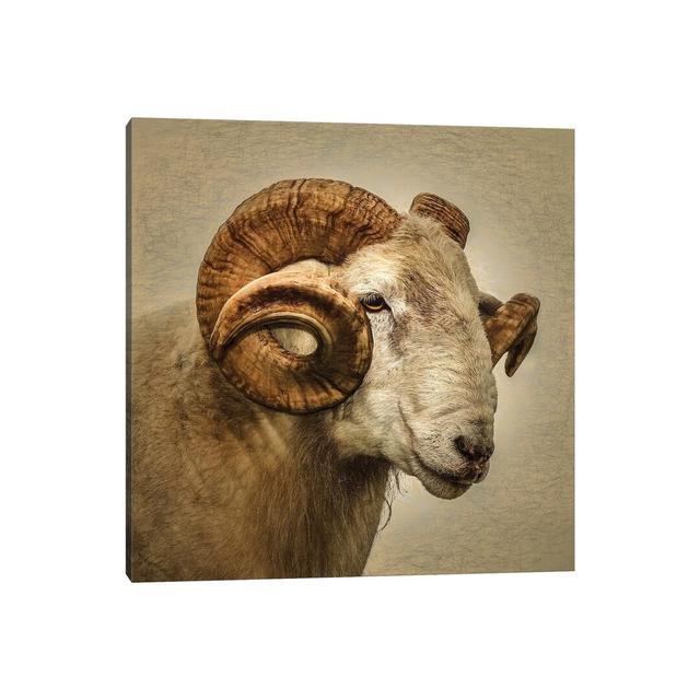 Ram by Mark Gemmell - Wrapped Canvas Photograph Alpen Home Size: 45.72cm H x 45.72cm W x 3.81cm D on Productcaster.