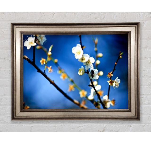 Single Picture Frame Art Prints Bright Star Size: 84.1cm H x 142.2cm W on Productcaster.