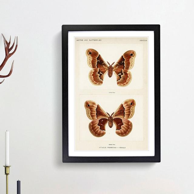 Promethea Silk-Moth by S.F. Denton - Picture Frame Painting Print East Urban Home Frame Option: Black Framed, Size: 65cm H x 48cm W x 2cm D on Productcaster.