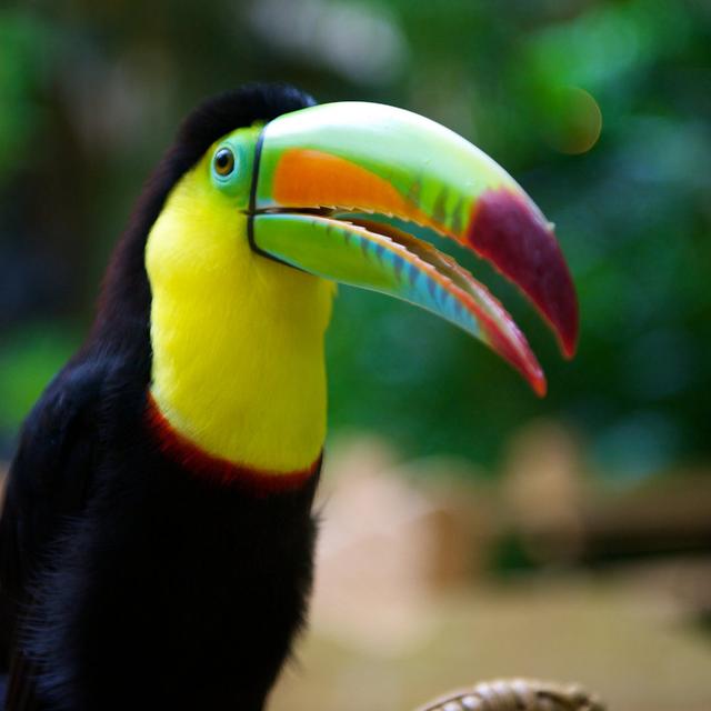 Closeup Of Toucan - Wrapped Canvas Print 17 Stories on Productcaster.