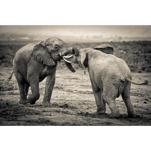 African Bull Elephants Fighting - Print 17 Stories Size: 61cm H x 91cm W on Productcaster.