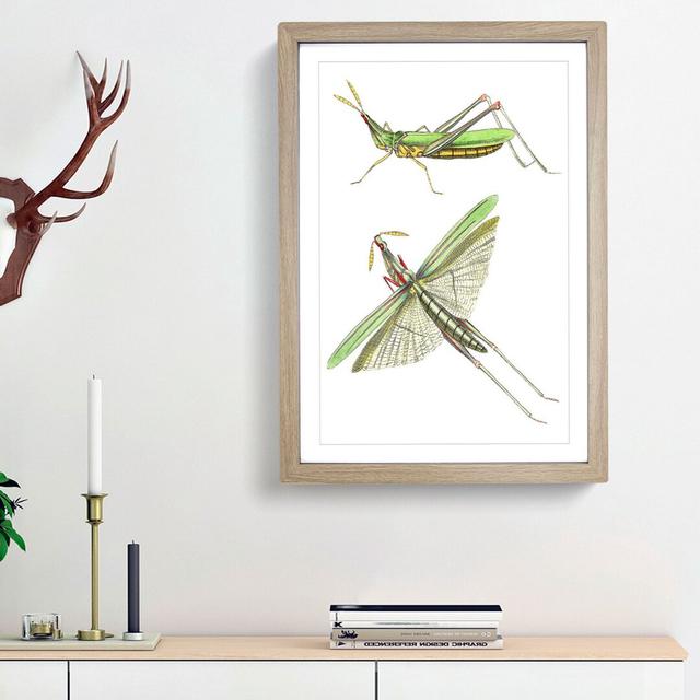 Green Locust by George Shaw - Picture Frame Painting Print East Urban Home Frame Option: Oak Framed, Size: 36cm H x 27cm W x 2cm D on Productcaster.