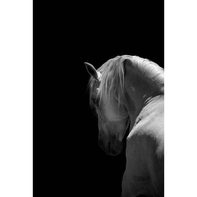 White Horse Stallion by 66North - Print Natur Pur Size: 120cm H x 80cm W on Productcaster.