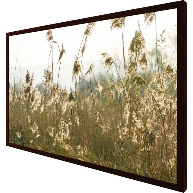 Zheng Pampus Grass Plumes Slimbridge - Single Picture Frame Print Latitude Run Size: 51cm H x 76cm W x 4cm D, Frame Option: Brown Framed on Productcaster.