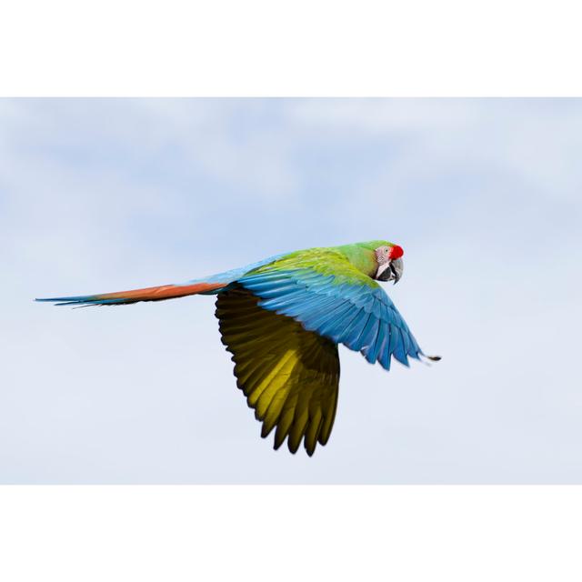 Military Macaw by Nnehring - Wrapped Canvas Print 17 Stories Size: 20cm H x 30cm W on Productcaster.