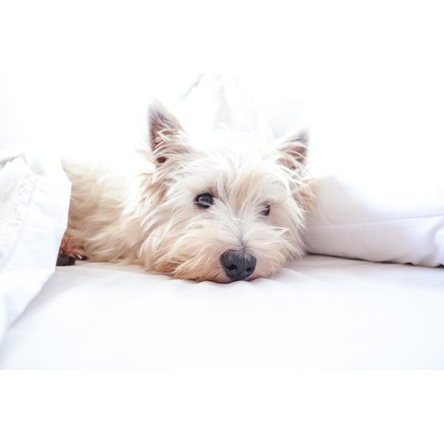 High Key Image of West Highland White Terrier Westie Dog in Bed with Pillow and Sheets by Corners74 - Wrapped Canvas Photograph Ebern Designs Size: 51 on Productcaster.