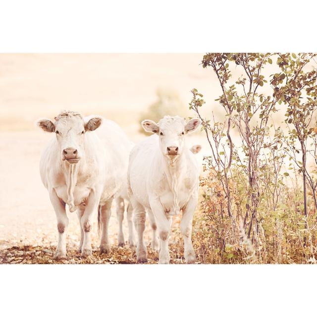 Charolaise Cattle Standing And Looking At Camera On Montana Ranch by Debibishop - Print Brambly Cottage Size: 50cm H x 75cm W on Productcaster.