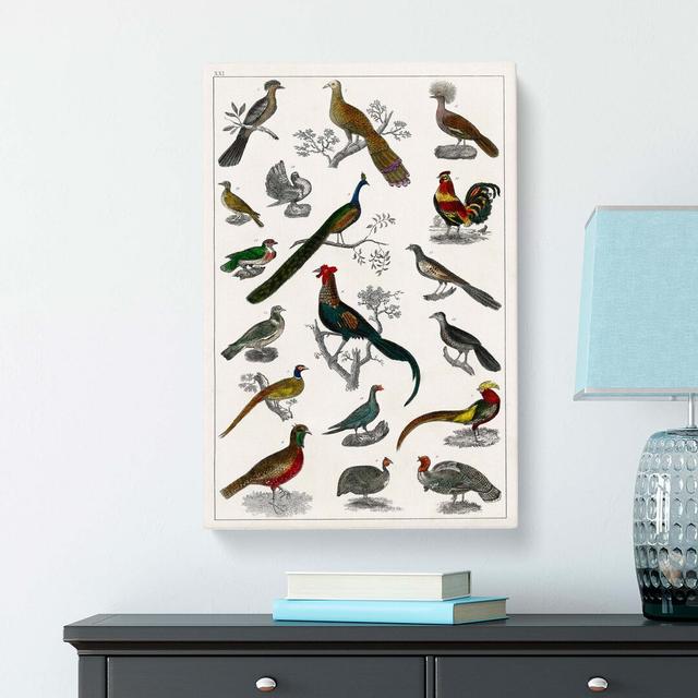 Assortment of Birds XXI by Oliver Goldsmith - Wrapped Canvas Painting Pint East Urban Home Size: 60cm H x 40cm W x 3cm D on Productcaster.