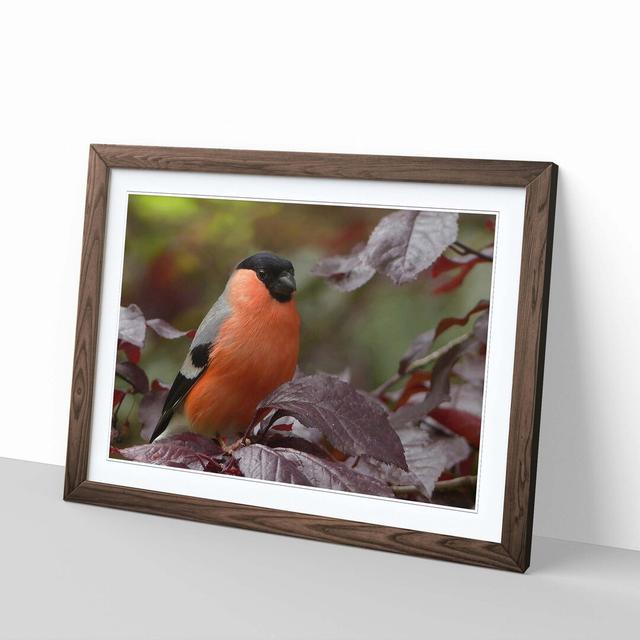 Bullfinch Bird Framed Photographic Print Big Box Art Frame Colour: Walnut on Productcaster.