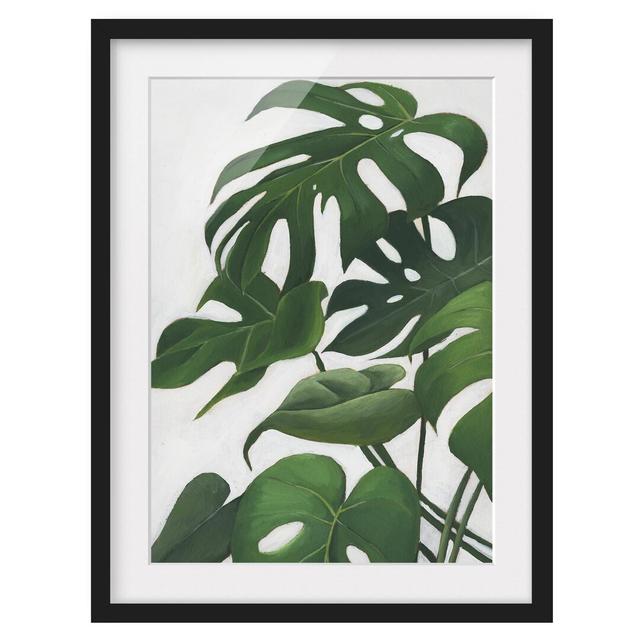 Favorite Plants - Monstera - Picture Frame Painting Bay Isle Home Size: 40cm H x 30cm W x 2cm D, Frame Option: Black on Productcaster.