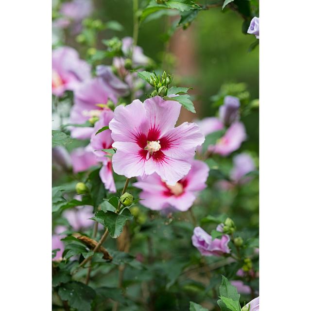 Hibiscus Syriacus - Kunstdrucke auf Leinwand - Wrapped Canvas 17 Stories Größe: 122 cm H x 81 cm B x 3,8 cm T on Productcaster.