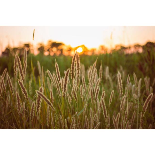 Sea Oats by Tyalexander - Wrapped Canvas Photograph Marlow Home Co. Size: 51cm H x 76cm W on Productcaster.