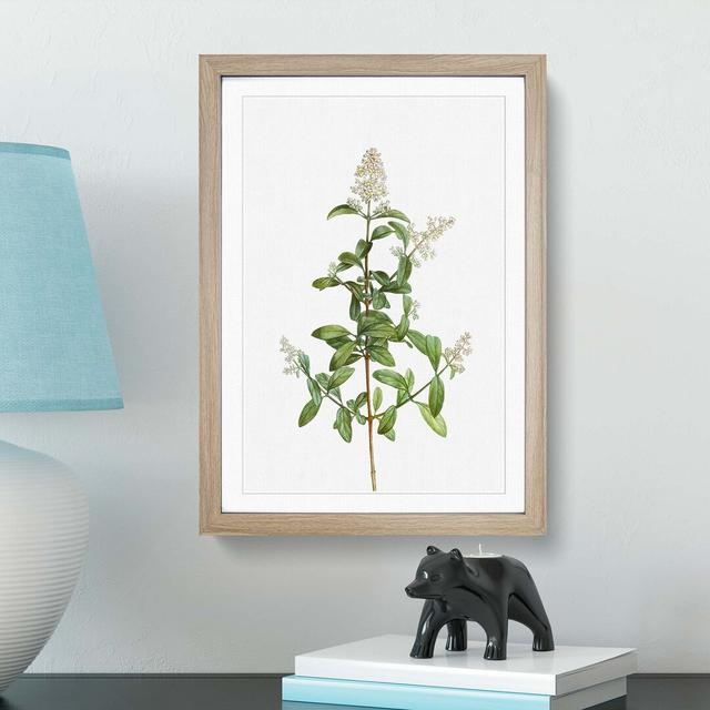 Wild Privet Flowers by Pierre-Joseph Redoute - Picture Frame Painting Print East Urban Home Frame Option: Oak Framed, Size: 36cm H x 27cm W x 2cm D on Productcaster.