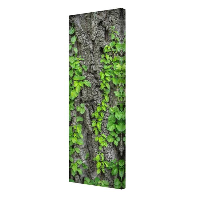 Ivy on Bark Photographic Print on Canvas East Urban Home Size: 150cm L x 50cm W on Productcaster.