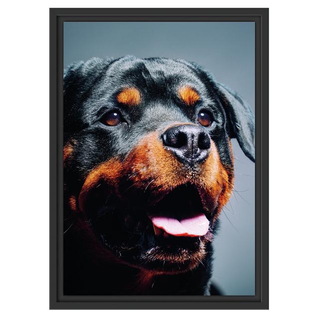 Gerahmtes Poster Treuer Rottweiler East Urban Home Größe: 55 cm H x 40 cm B on Productcaster.