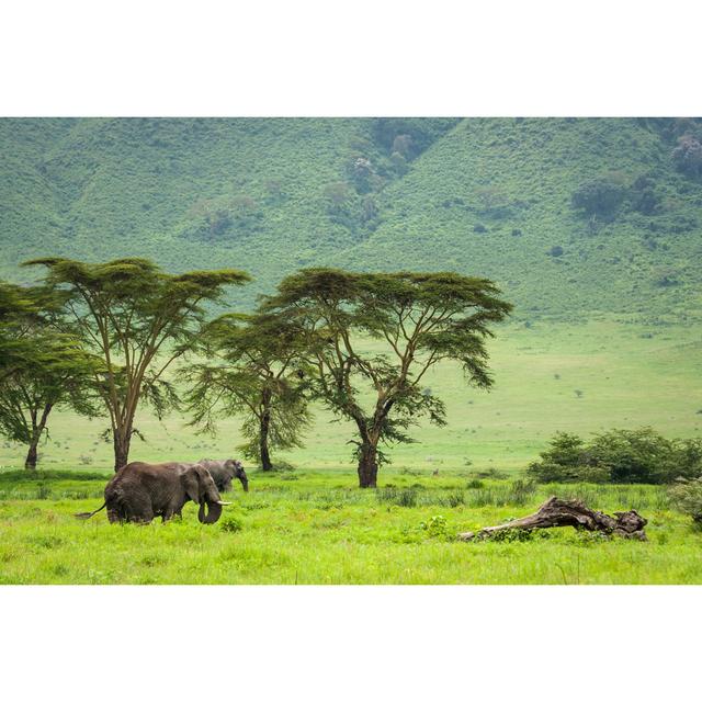 Elephants In Ngorongoro Crater - Wrapped Canvas Art Prints Alpen Home Size: 81cm H x 122cm W x 3.8cm D on Productcaster.