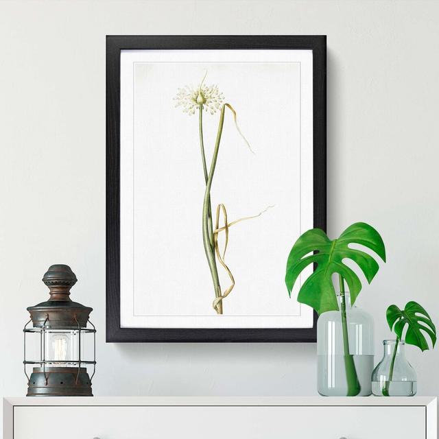 Wild Onion Flowers by Pierre-Joseph Redoute - Picture Frame Painting Print East Urban Home Frame Option: Black Framed, Size: 48cm H x 36cm W x 2cm D on Productcaster.