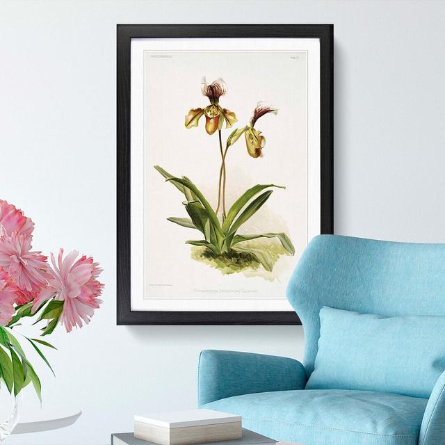 Magnolia Flowers Illustration Tab. 77 by Frederick Sander - Picture Frame Painting Print East Urban Home Frame Option: Black, Size: 91cm H x 60cm W x on Productcaster.