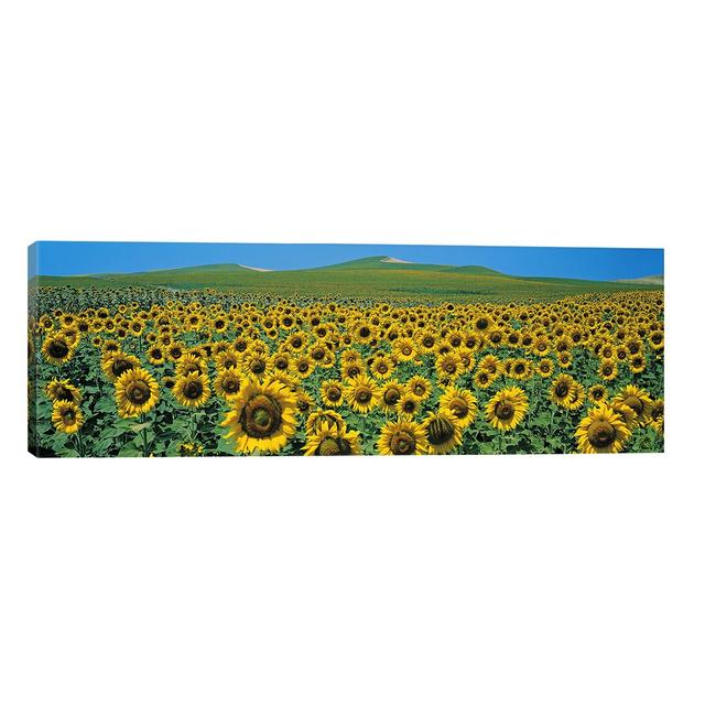 Sunflower Field Andalucia Spain - Wrapped Canvas Panoramic Print Brayden Studio Size: 40.64cm H x 121.92cm W x 3.81cm D on Productcaster.