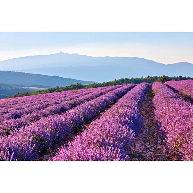 Lavender Fields Landscape by Zorazhuang - Print 17 Stories Size: 20cm H x 30cm W on Productcaster.