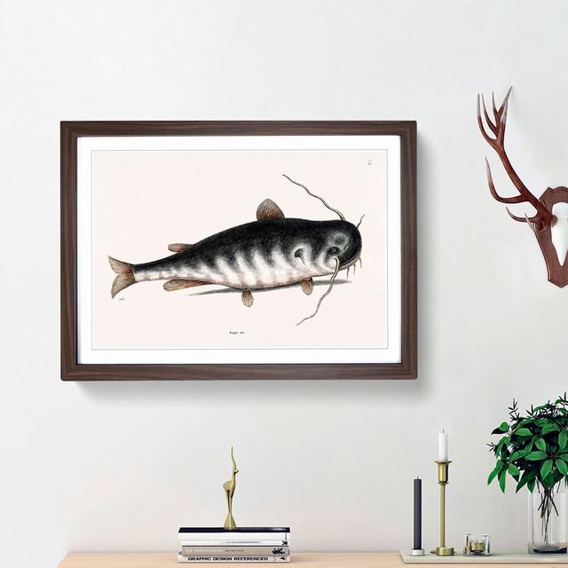 Cat Fish by Mark Catesby - Picture Frame Graphic Art Print East Urban Home Size: 27cm H x 36cm W x 2cm D, Frame Option: Walnut Framed on Productcaster.