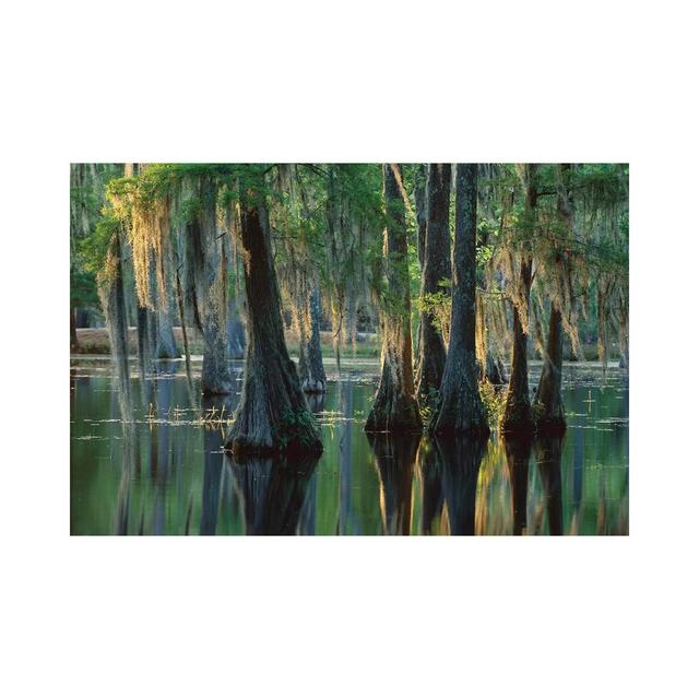 Bald Cypress Swamp, Sam Houston Jones State Park, Louisiana by Tim Fitzharris - Wrapped Canvas Print Alpen Home Size: 20.32cm H x 30.48cm W x 1.905cm on Productcaster.