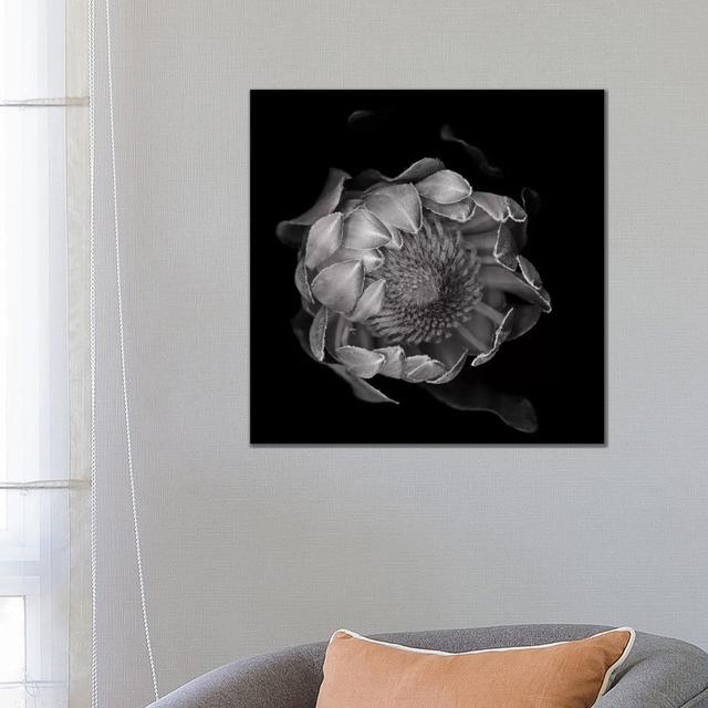 Protea II, B&W by Magda Indigo - Wrapped Canvas Print Latitude Run Size: 66.04cm H x 66.04cm W x 3.81cm D on Productcaster.