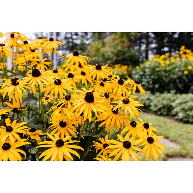 Kennan Black Eyed Susan's - Wrapped Canvas Photograph Latitude Run Size: 51cm H x 76cm W x 3.8cm D on Productcaster.