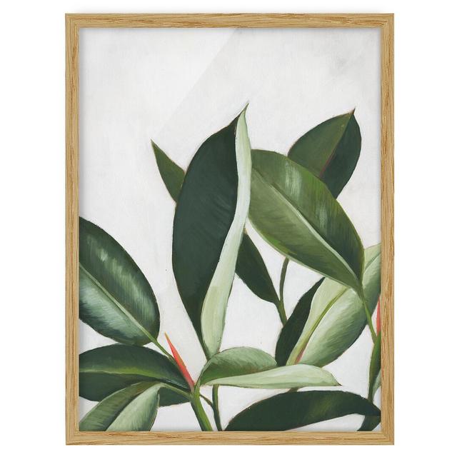 Favorite Plants - Rubber Tree - Picture Frame Painting Brambly Cottage Frame Option: Brown, Size: 55cm H x 40cm W x 2cm D on Productcaster.