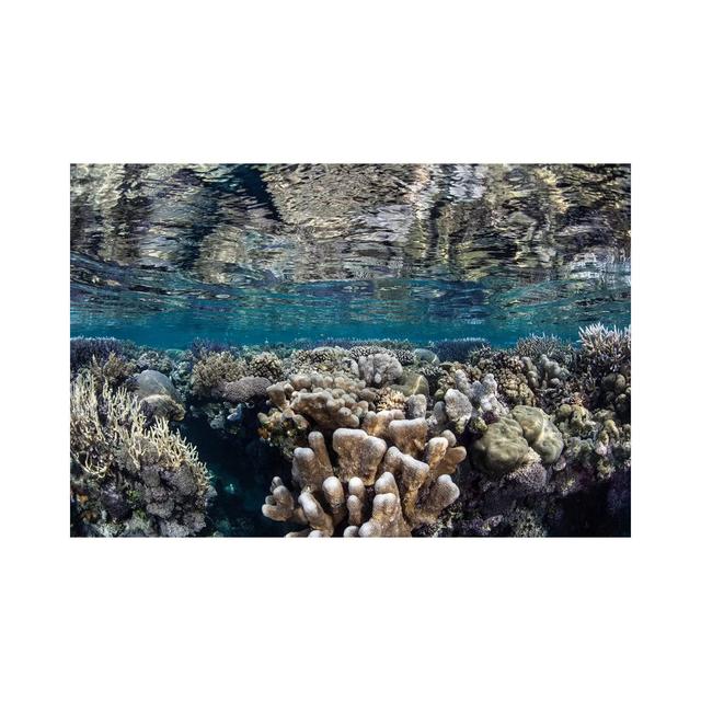 A Diverse Coral Reef Grows in Shallow Water in the Solomon Islands I by Ethan Daniels - Wrapped Canvas Photograph House of Hampton Size: 20.32cm H x 3 on Productcaster.